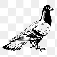 Pigeon png sticker, vintage bird illustration, transparent background. Free public domain CC0 image.
