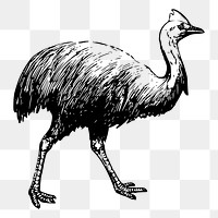 Cassowary png sticker, vintage bird illustration, transparent background. Free public domain CC0 image.