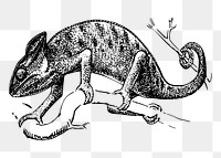 Chameleon png sticker, vintage animal illustration, transparent background. Free public domain CC0 image.