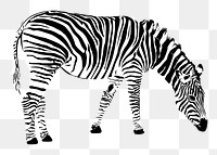 Zebra png sticker, vintage animal illustration, transparent background. Free public domain CC0 image.