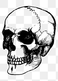 Human skull png sticker, vintage illustration, transparent background. Free public domain CC0 image.