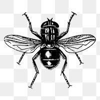 Fly png sticker, vintage insect illustration, transparent background. Free public domain CC0 image.