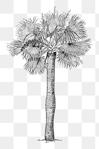 Palm tree png sticker, vintage botanical illustration, transparent background. Free public domain CC0 image.