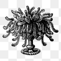 Willow plant png sticker, vintage botanical illustration, transparent background. Free public domain CC0 image.