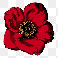 Red poppy png flower sticker, vintage botanical illustration, transparent background. Free public domain CC0 image.