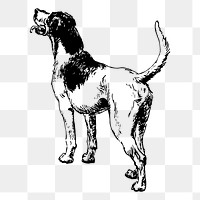 Playful dog png sticker, vintage animal illustration, transparent background. 