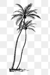 Coconut tree png sticker, vintage botanical illustration, transparent background. Free public domain CC0 image.