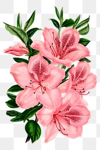 Pink azalea png flowers sticker, vintage botanical illustration, transparent background. Free public domain CC0 image.