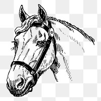Horse head png sticker, vintage animal illustration, transparent background. Free public domain CC0 image.