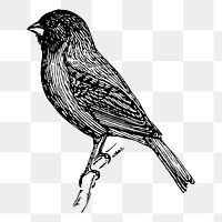 Bird png sticker, vintage animal illustration, transparent background. Free public domain CC0 image.