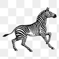 Zebra png sticker, vintage animal illustration, transparent background. Free public domain CC0 image.