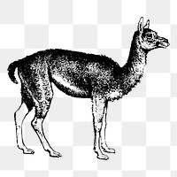 Guanaco png sticker, vintage animal illustration, transparent background. Free public domain CC0 image.