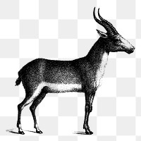 Saiga antelope png sticker, vintage animal illustration, transparent background. 