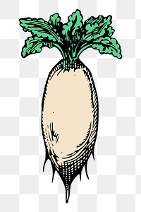 Daikon radish png sticker, vintage vegetable illustration, transparent background. Free public domain CC0 image.