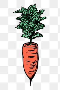 Carrot png sticker, vintage vegetable illustration, transparent background. Free public domain CC0 image.