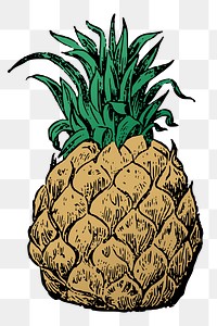 Pineapple png sticker, vintage fruit illustration, transparent background. Free public domain CC0 image.