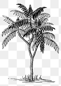 Sumac tree png sticker, vintage botanical illustration, transparent background. Free public domain CC0 image.