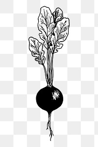 Radish png sticker, vintage vegetable illustration, transparent background. Free public domain CC0 image.