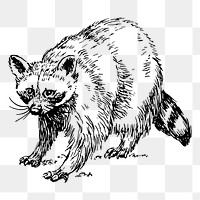 Raccoon png sticker, vintage animal illustration, transparent background. Free public domain CC0 image.