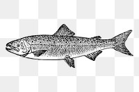 Salmon fish png sticker, vintage sea animal illustration, transparent background. Free public domain CC0 image.