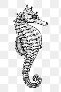 Seahorse png sticker, vintage sea animal illustration, transparent background. Free public domain CC0 image.