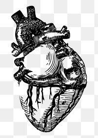 Realistic heart png sticker, vintage anatomy illustration, transparent background. Free public domain CC0 image.