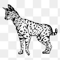 Serval png sticker, vintage animal illustration, transparent background. Free public domain CC0 image.