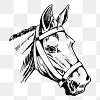 Horse head png sticker, vintage animal illustration, transparent background. Free public domain CC0 image.