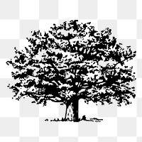 Tree png sticker, vintage botanical illustration, transparent background. Free public domain CC0 image.