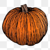 Pumpkin png sticker, vintage plant illustration, transparent background. 