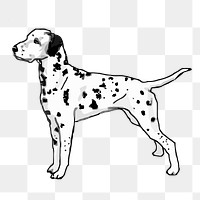 Dalmatian dog png sticker, animal illustration on transparent background. Free public domain CC0 image.