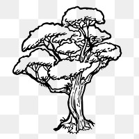 Rata tree png sticker, botanical illustration on transparent background. Free public domain CC0 image.