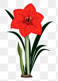 Red amaryllis png sticker, flower illustration, transparent background. Free public domain CC0 image.