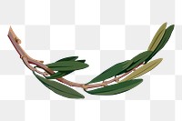 Olive branch png sticker, plant illustration, transparent background. Free public domain CC0 image.