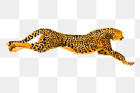 Cheetah png sticker, animal illustration, transparent background. Free public domain CC0 image.