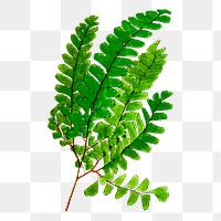 Png fern leaf branch sticker, botanical illustration, transparent background. Free public domain CC0 image.