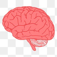 Human brain png sticker, medical | Free PNG - rawpixel