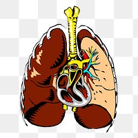 Human lungs png sticker, medical illustration, transparent background. Free public domain CC0 image.