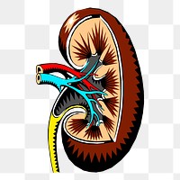 Kidney, organ png sticker, medical illustration, transparent background. Free public domain CC0 image.