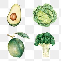 Green vegetables illustration png organic set
