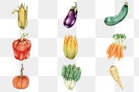 Organic vegetables vintage png hand-drawn collection