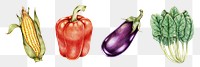 Organic vegetables vintage png hand-drawn collection