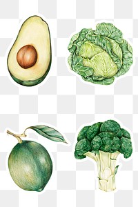 Fresh vegetable png illustration botanical hand drawn collection