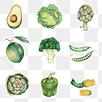 Green vegetables illustration png organic set