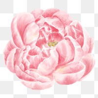 Pink peony flower sticker png hand drawn watercolor