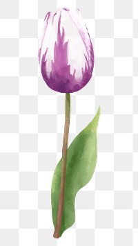 Tulip flower sticker png hand drawn watercolor