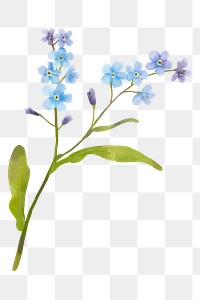 Forget me not sticker png vintage watercolor