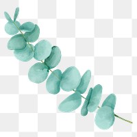 Eucalyptus leaf sticker png botanical drawing clipart