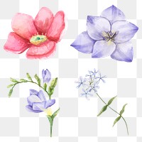 Blooming flowers png sticker botanical collection