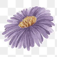 Purple aster flower transparent png watercolor sticker